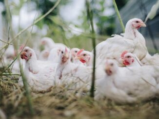 Özalp'ta Hayvancılık: Mevcut Durum ve Geliştirilmesi Gereken Yönler