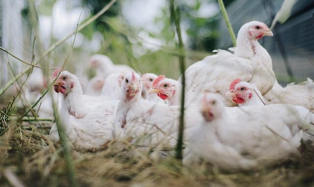 Özalp'ta Hayvancılık: Mevcut Durum ve Geliştirilmesi Gereken Yönler